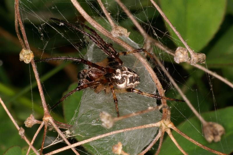 Larinioides_cornutus_D5055_Z_88_Les Gris_Frankrijk.jpg